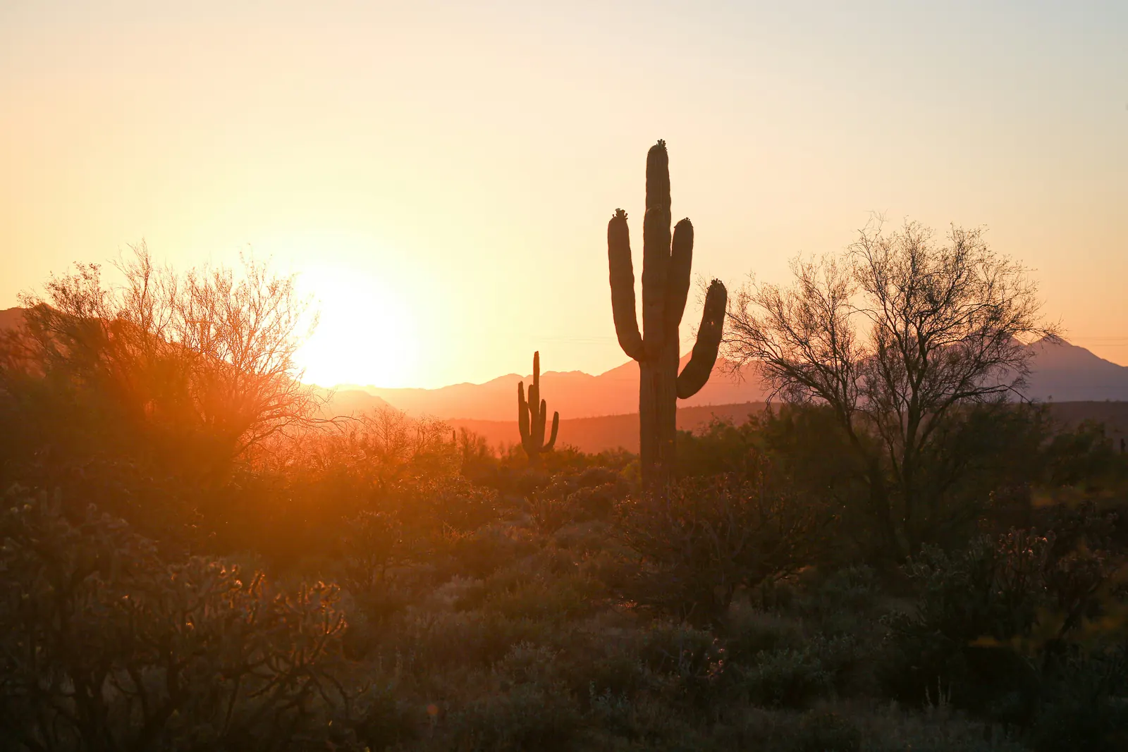 Phoenix skyline